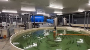 Ферма по разведению радужной форели в Большеглушицком районе