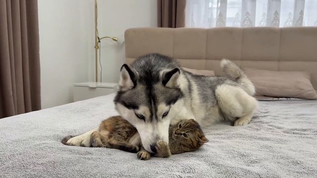 Хаски пытается помириться с котенком!