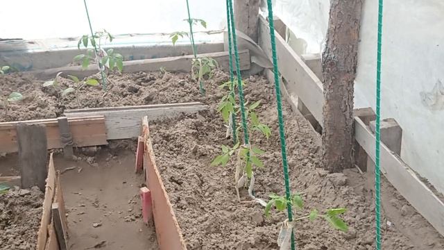 329. Глаза боятся, руки делают. Салат с курицей и авокадо.