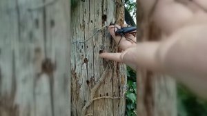 Усач дубовый большой - Зур имән кисмәне