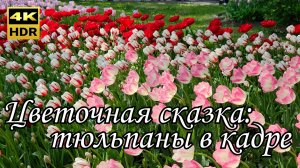 Фестиваль тюльпанов на Елагином острове парк ЦПКиО