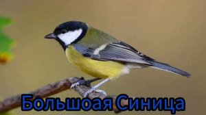 Пение Большой Синицы