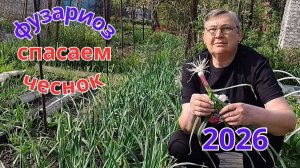 Желтеет Чеснок?  Срочно спасаем урожай от фузариоза.