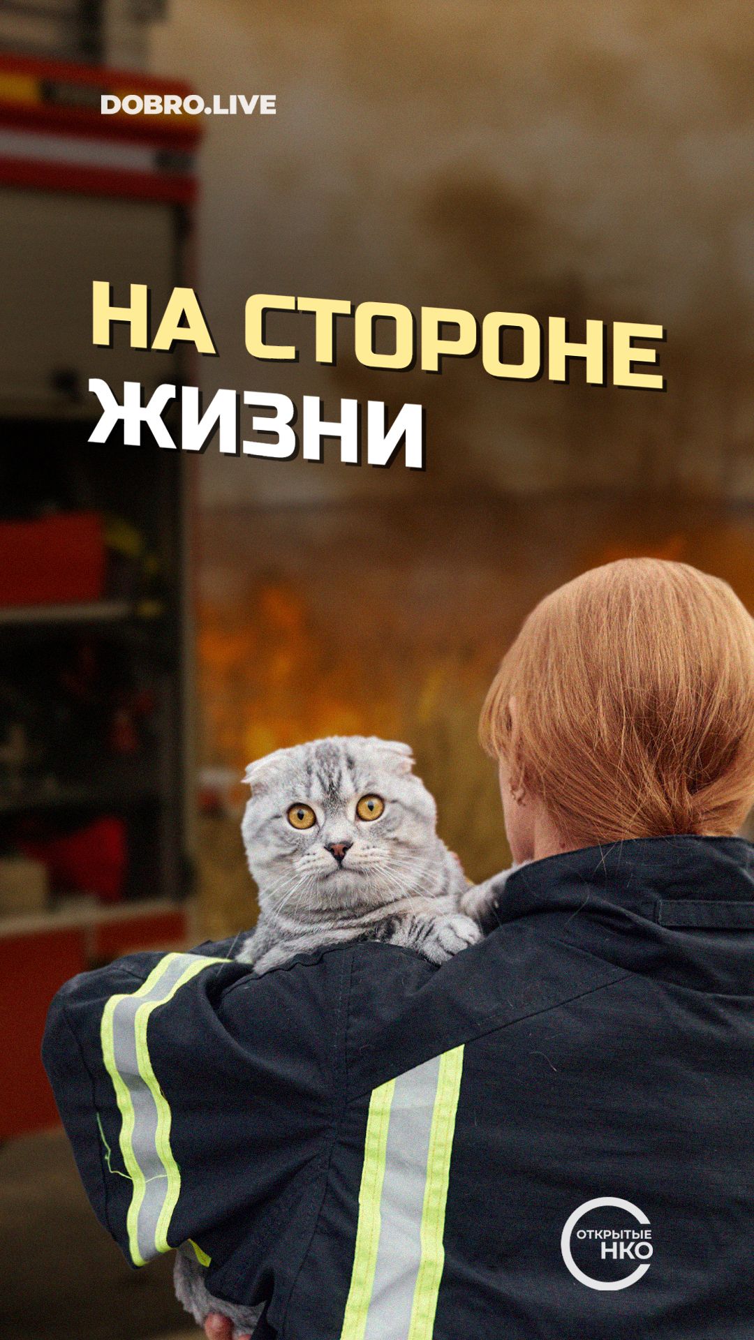 Спасатели из Петербурга и фонд «Преданное сердце» выпустили совместный ролик о помощи животным смотреть онлайн