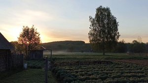 Раннее утро в деревне.