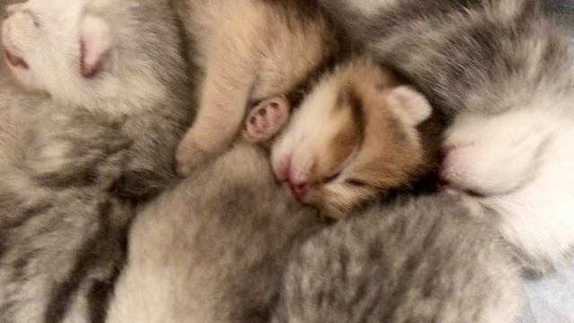 Котятам 5 дней.
