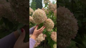 Гортензия Лаймлайт (Limelight): 10 лет секретов ухода!