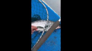 Сима на троллинговую блесну Assist №121 от Mr. Musurok в деле 🎣