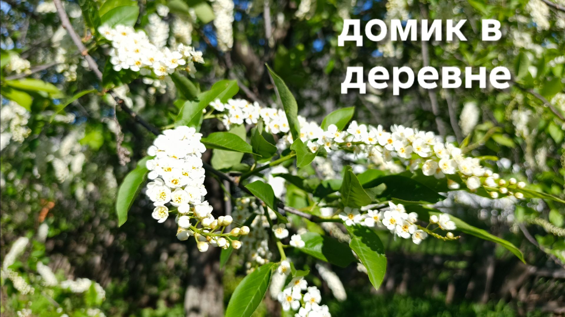 Ночью ударил мороз минус пять Проверяю не замерз ли сад