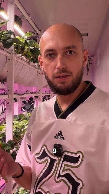 Японский сорт клубники