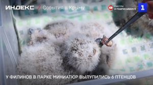 У филинов в Парке миниатюр вылупились 6 птенцов