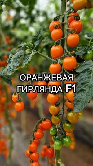 Почему этот черри томат так любят садоводы?