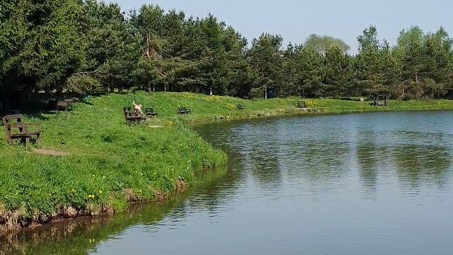 поимка карпа