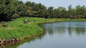 поимка карпа