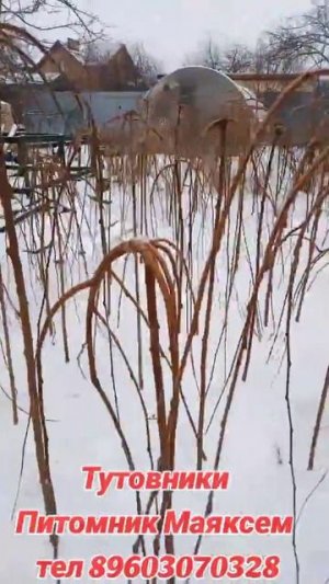Питомник Маяксем 015