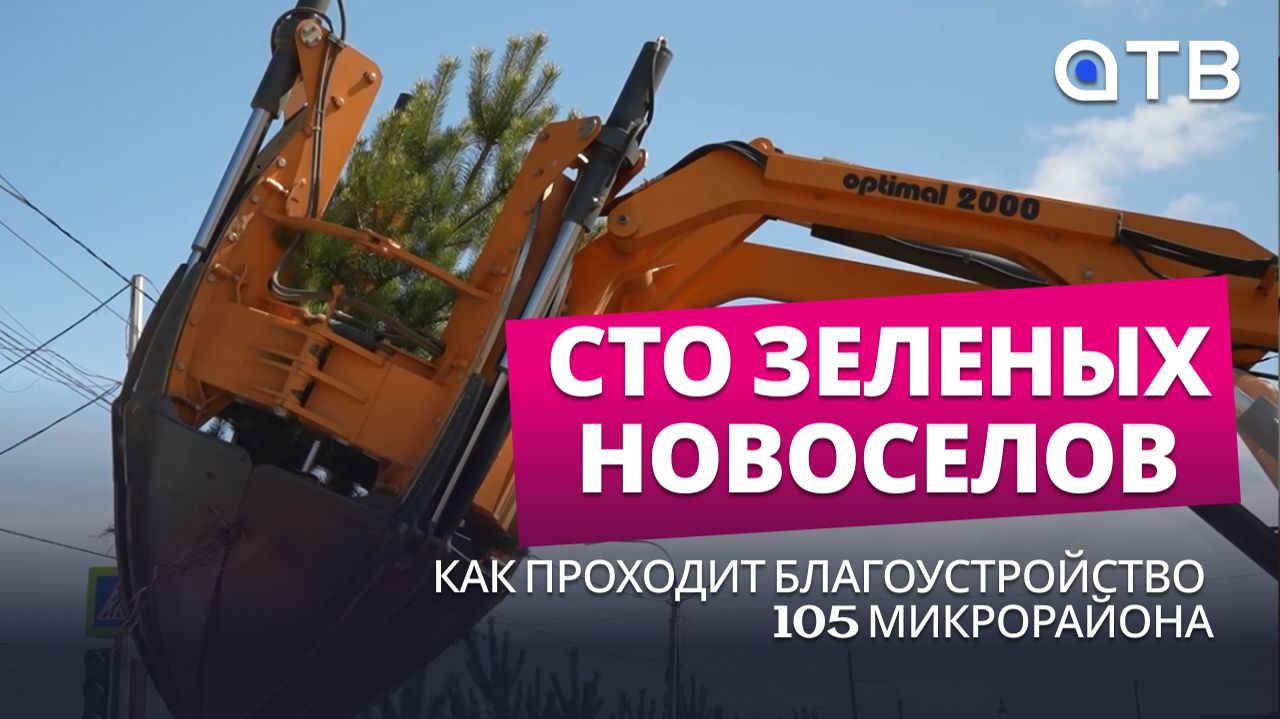 Сто зеленых новоселов. Как проходит благоустройство 105 микрорайона