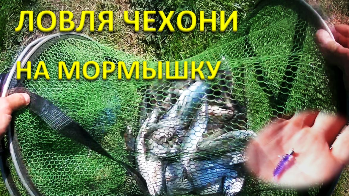 Чехонь на мормышку летом. Мормышинг.