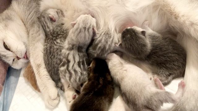 Котятам 1 день.