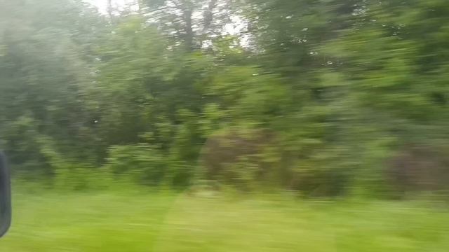 дорожный влог