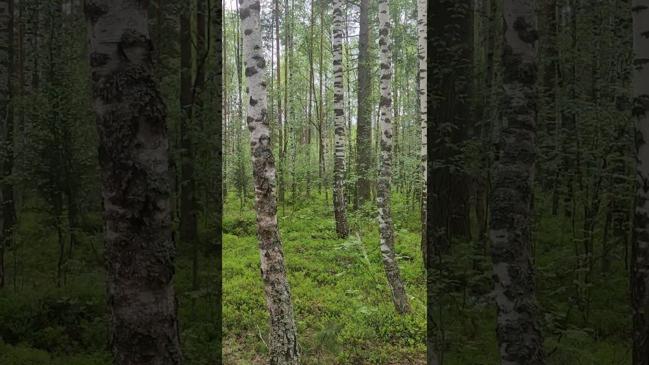 Пение кукушки в лесу