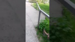 стрим вечерний