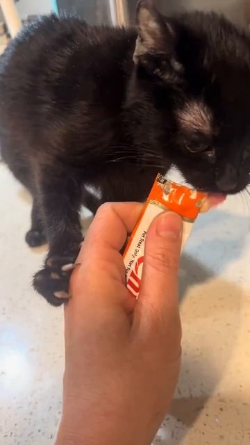 Клип @meowtaverse