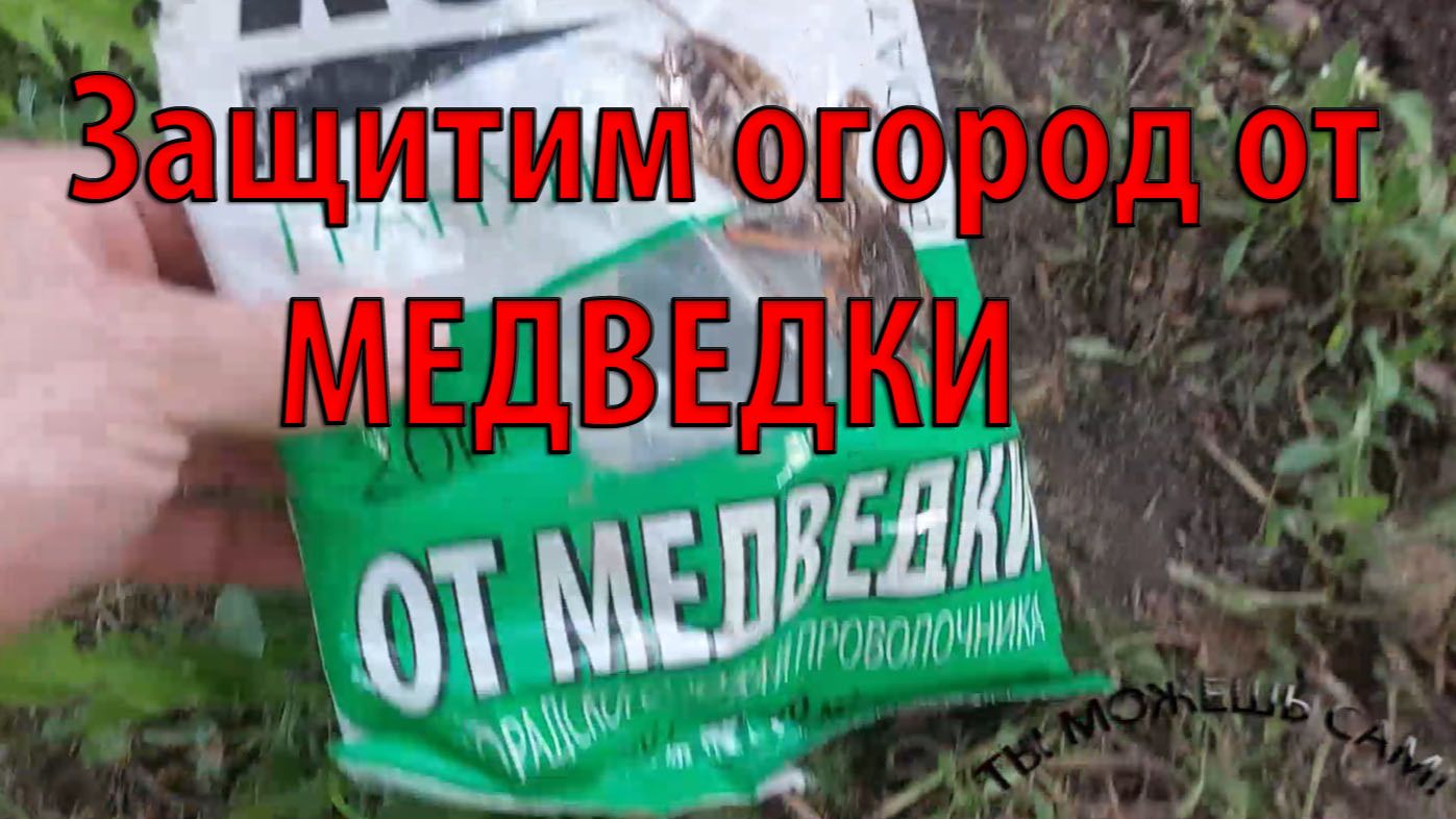 Как бороться с медведкой на огороде во время посадки саженцев