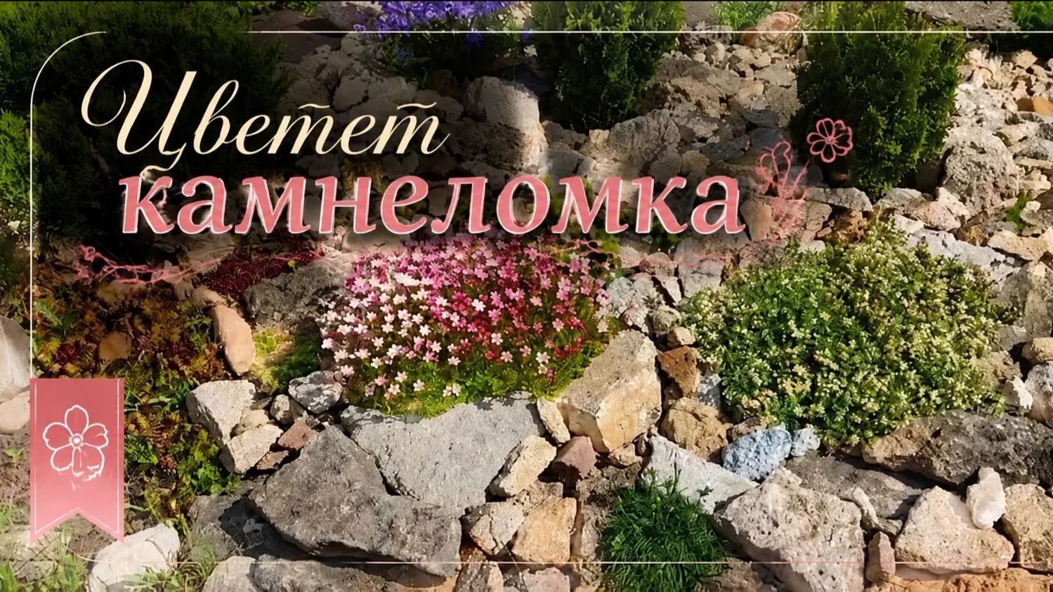 Цветёт камнеломка