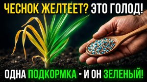 Чеснок желтеет в мае Это не мороз, а голод растения! Сделай это и он снова станет зелёным!