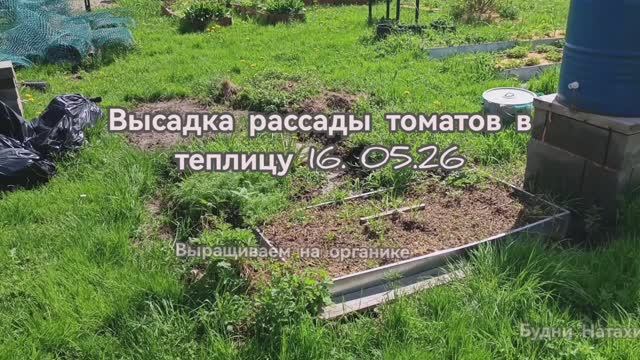 Высадка томатов! Задохлики вошли в теплицу!