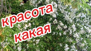 Вот такая красота растет на работе. Всем отличной недели