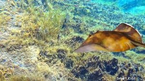 Russian Vocabulary Dive Sharks Whales More Слушай и запоминай