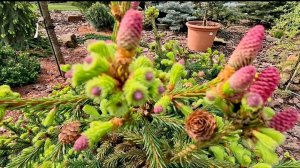 Сад редких хвойных растений!🌲Вечерний Обзор! 16.05.26 #сад #обзор #garden #хобби