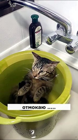 Отмокаю. Астральные котики. #хвост #лапы #усы #котик #нежность #юмор  #шутка #позитив #настроение