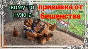 Кому-то нужна прививка от бешенства. Ремонт у мурманчан. Огород у Тани, и  у нас. Куры...