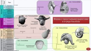 Палеострат 2026. Монахов В.Д., Шмаков А.С. Карьер Вашутино – уникальное местонахождение цефалопод