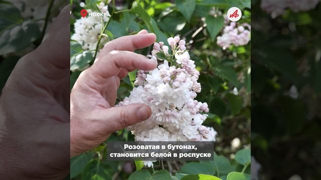 Олимпиада, Джамбул и Красавица Москвы. Где найти самую большую коллекцию русской сирени