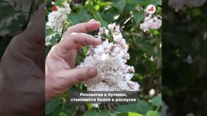 Олимпиада, Джамбул и Красавица Москвы. Где найти самую большую коллекцию русской сирени