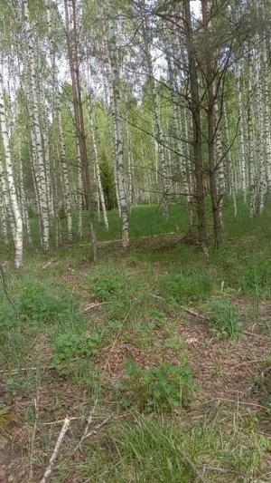 неожиданная встреча влесу