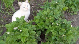 Огородные дела 🌸 яблони цветут