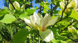 Наш сад 17.05. Цветут сирень, магнолии, рододендроны.