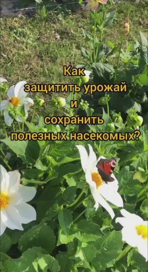 Как сохранить полезных насекомых применяя биоинсектициды