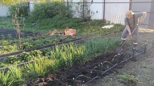 ПОСАДКА ЦВЕТОВ, СДЕЛАЛА КЛУМБУ. .