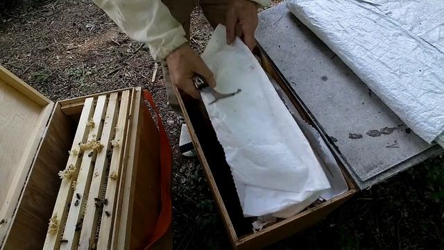 18 мая ПОДСАДИТЬ БЫСТРО МАТКУ ПЧЕЛИНУЮ