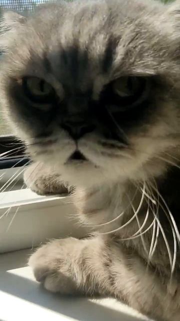 пхяпхяпхя смотреть онлайн