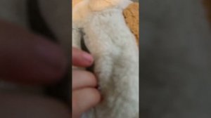 собачка