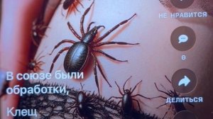 «Майский клещ» букашка разве он бандит?