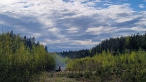 Мох, лес, контейнеры