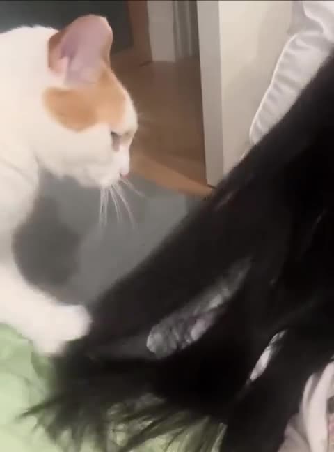 #Милые #видео #животные