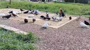 Очередной слёт голубеводов г Щёкино. 23.05.26.